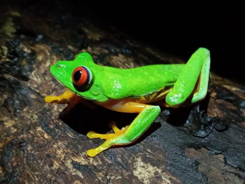 Taylor's Leaf Frog