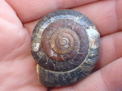 Monadenia subcarinata