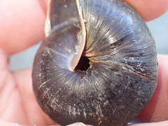 Monadenia subcarinata