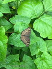 Junonia iphita
