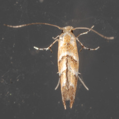 Cameraria caryaefoliella