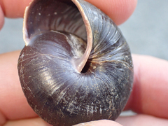 Monadenia subcarinata