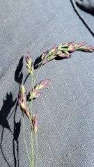 Vahlodea atropurpurea