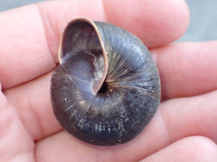 Monadenia subcarinata