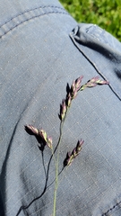 Vahlodea atropurpurea