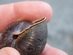 Monadenia subcarinata