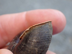 Monadenia subcarinata