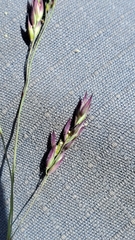 Vahlodea atropurpurea