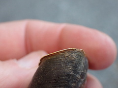 Monadenia subcarinata