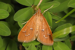 Diastictis