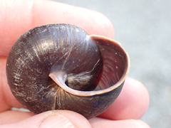 Monadenia subcarinata