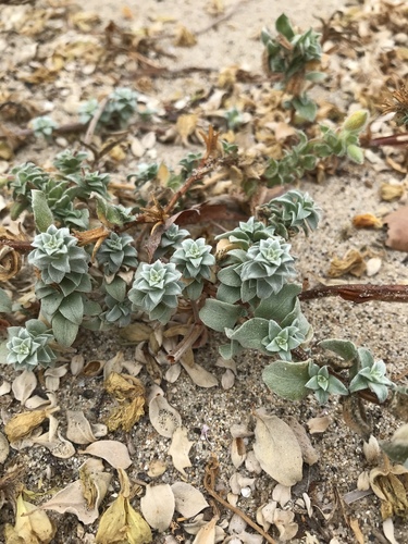 photo of Beach Suncup (Camissoniopsis cheiranthifolia)