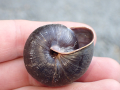 Monadenia subcarinata