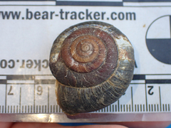 Monadenia subcarinata