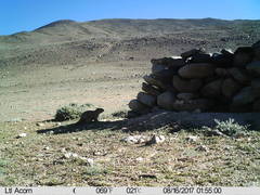 Marmota himalayana