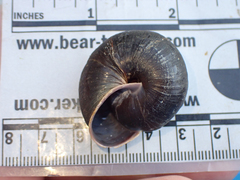 Monadenia subcarinata