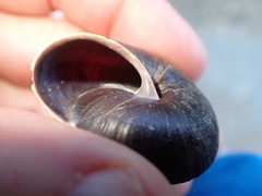 Monadenia subcarinata