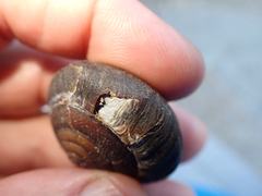 Monadenia subcarinata