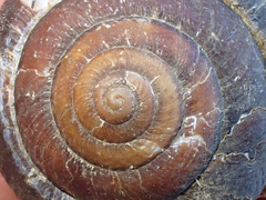 Monadenia subcarinata