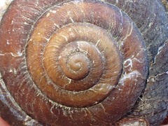 Monadenia subcarinata