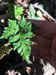 Doryopteris concolor