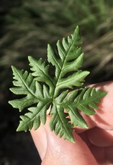 Doryopteris concolor