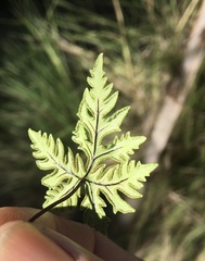 Doryopteris concolor
