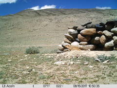 Marmota himalayana