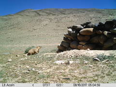 Marmota himalayana