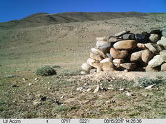 Marmota himalayana