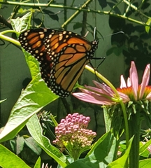 Danaus plexippus