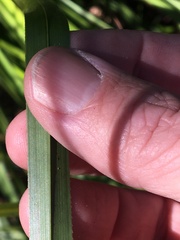 Cladium procerum