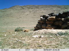 Marmota himalayana
