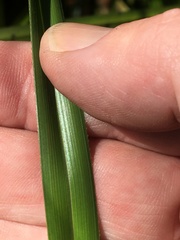 Cladium procerum