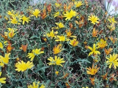Launaea cervicornis
