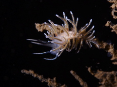 Rubramoena rubescens
