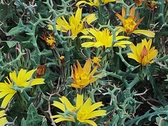 Launaea cervicornis