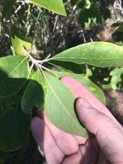 Planchonella pohlmaniana