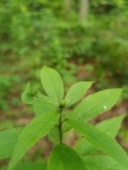 Asphondylia rosulata