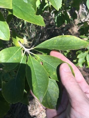 Planchonella pohlmaniana