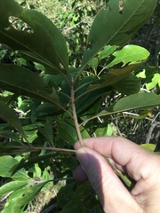 Planchonella pohlmaniana