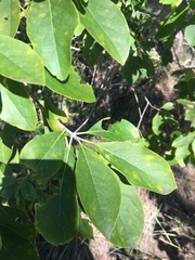 Planchonella pohlmaniana
