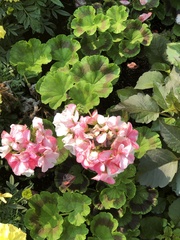 Pelargonium × hybridum