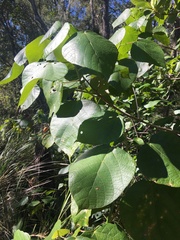 Macaranga involucrata