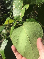 Macaranga involucrata