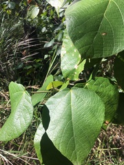Macaranga involucrata