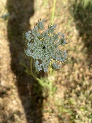 Daucus carota