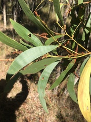 Acacia crassa