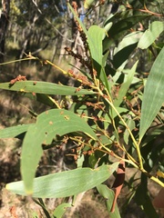 Acacia crassa