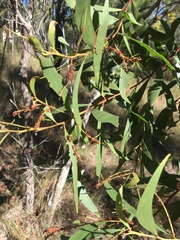 Acacia crassa